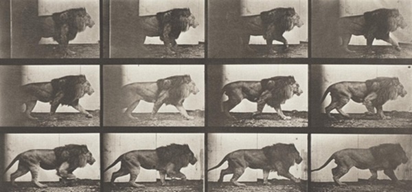 Lion Walking (1887)